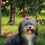 Rosalie im Apfelgarten