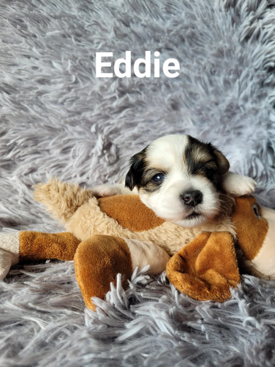 Eddie