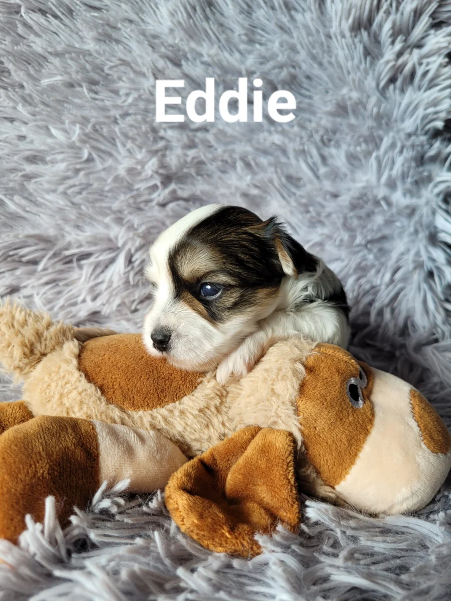 Eddie