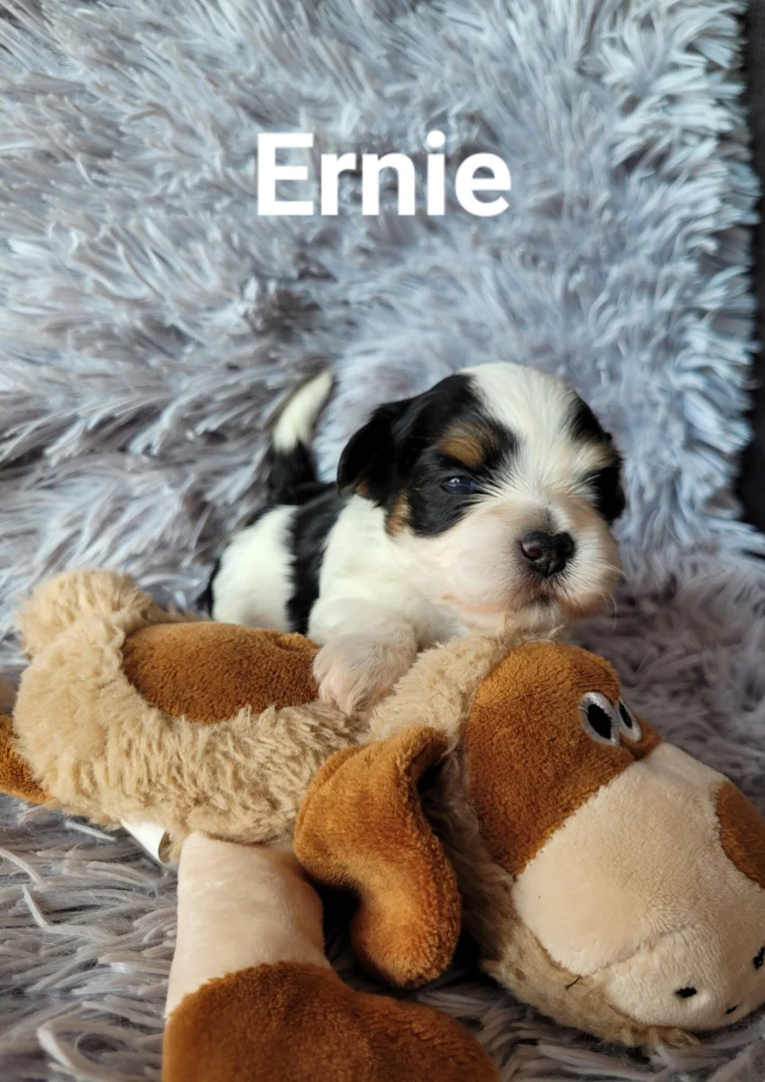 ernie