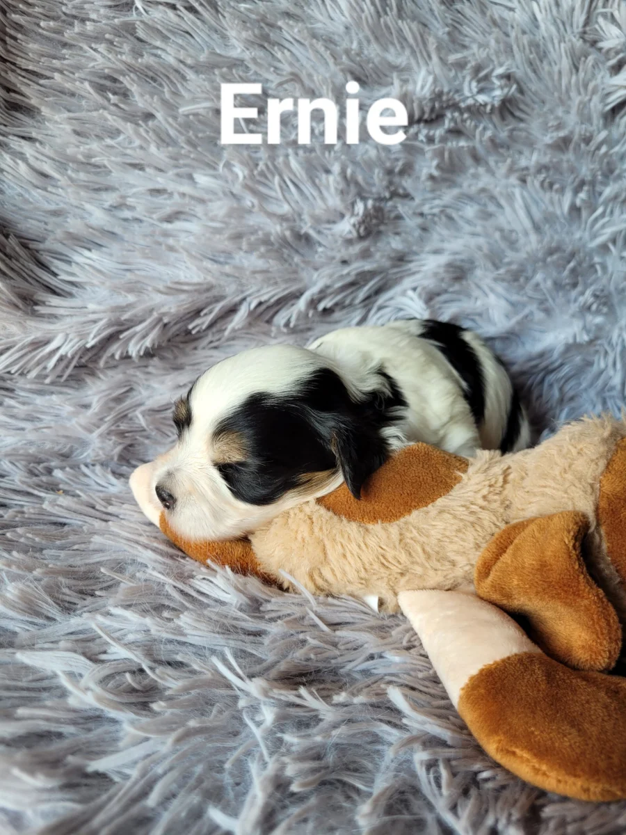 ernie