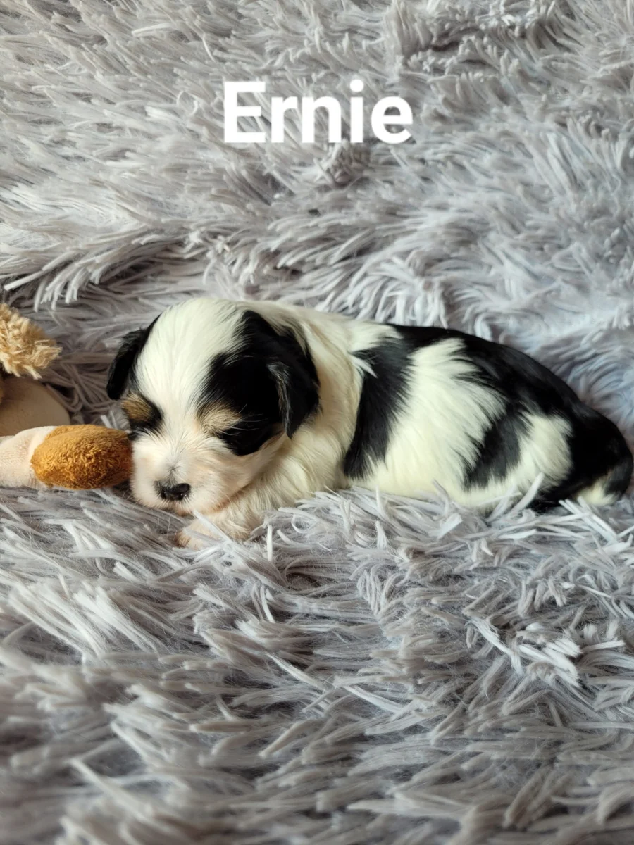ernie