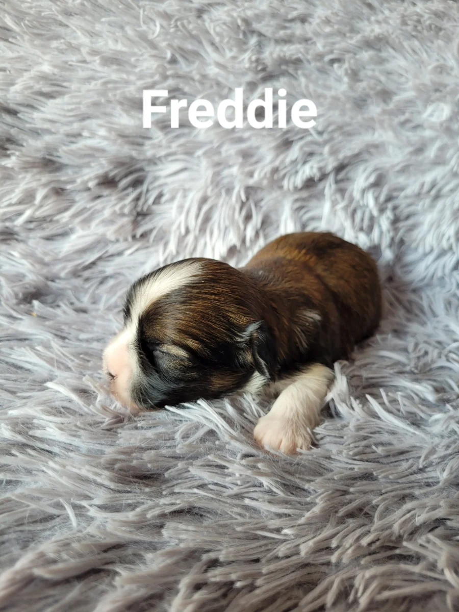 freddie