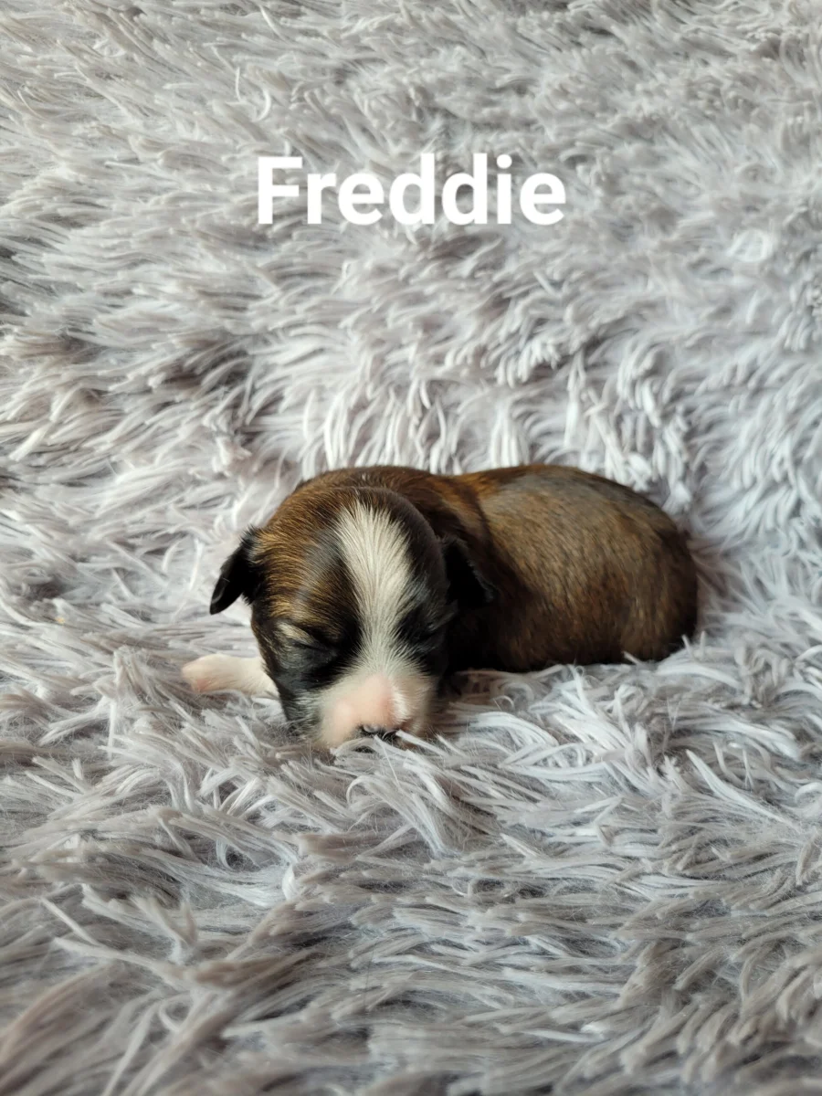 freddie
