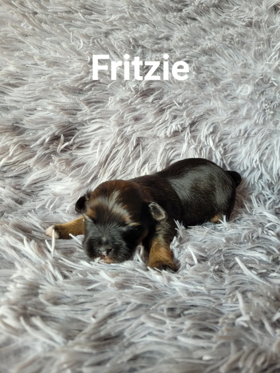 fritzie