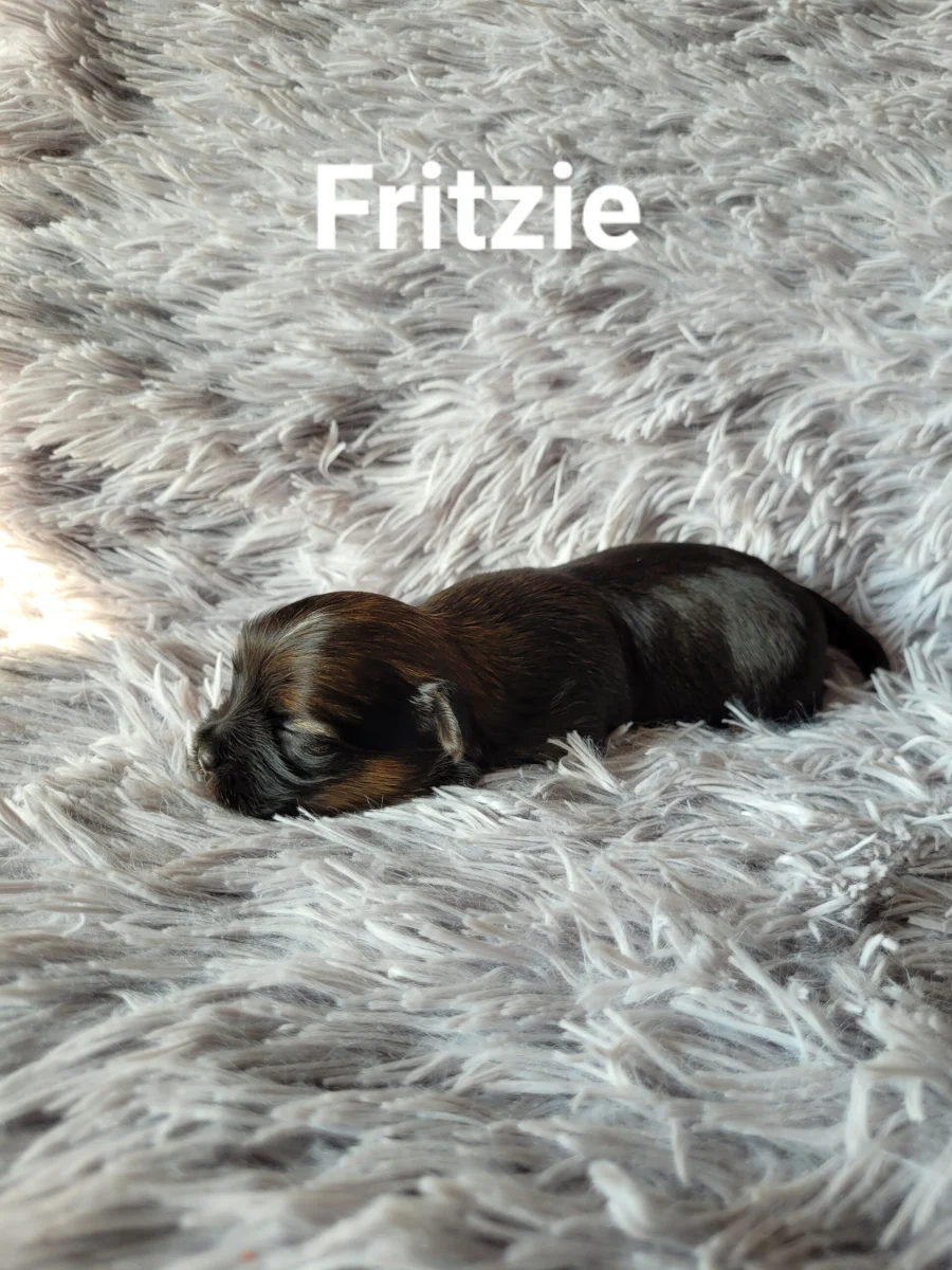 fritzie