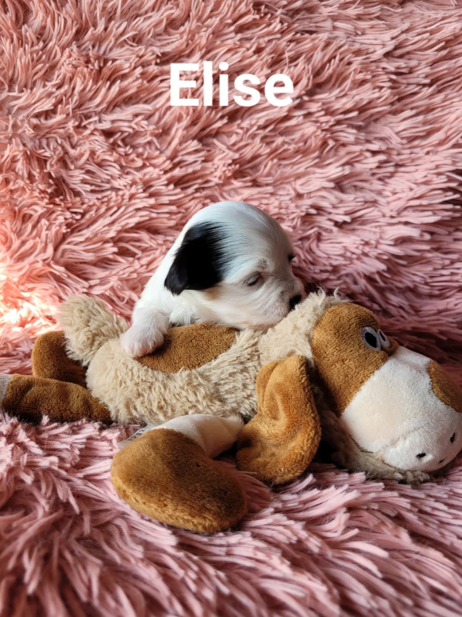 elise