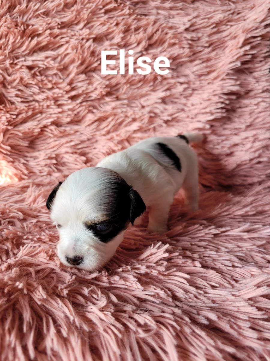 elise