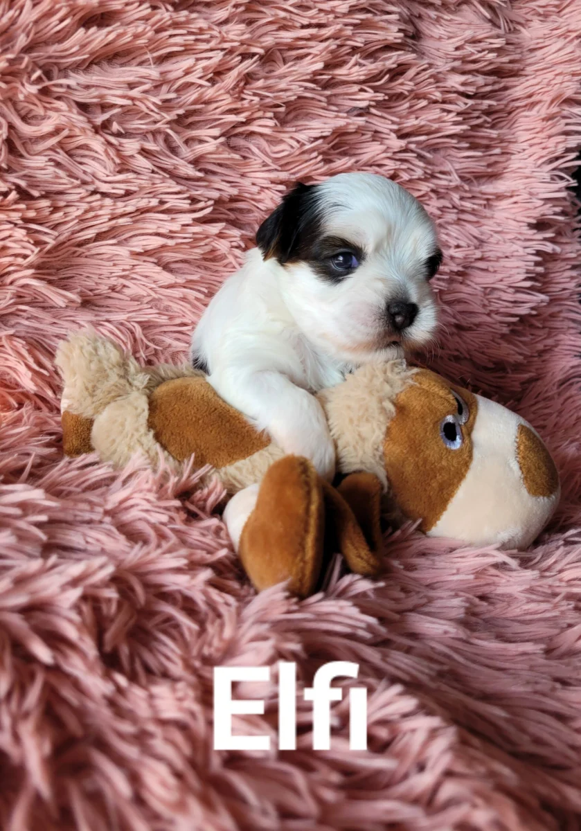 Elfi