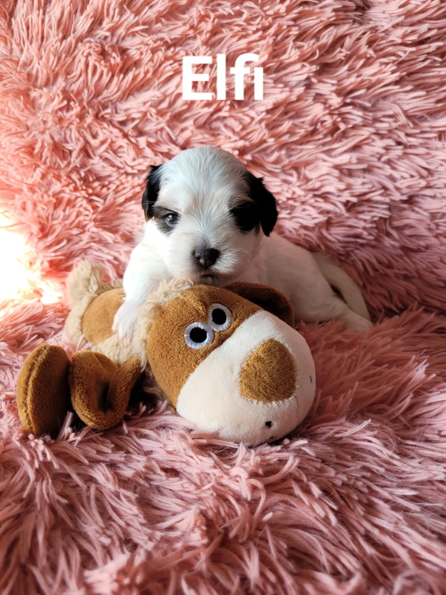 Elfi