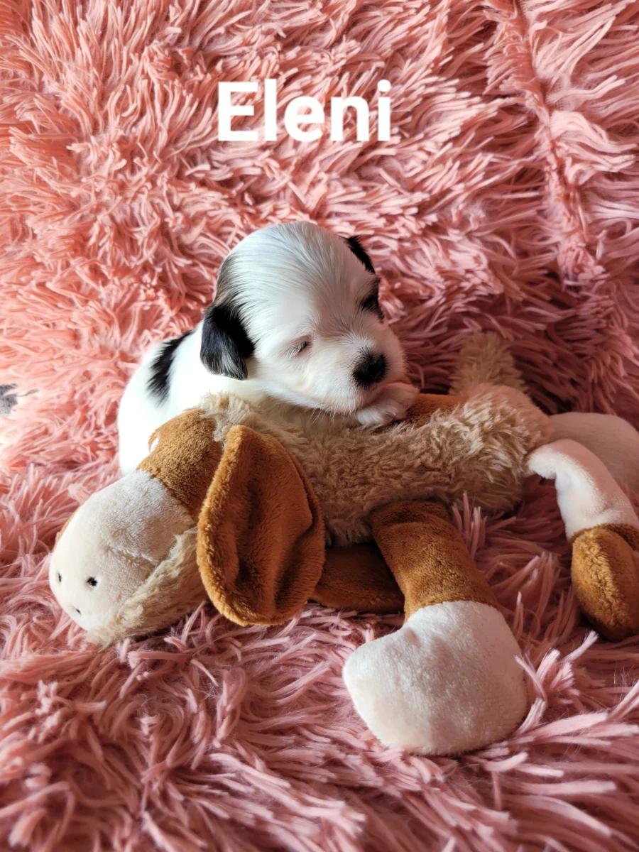 Eleni