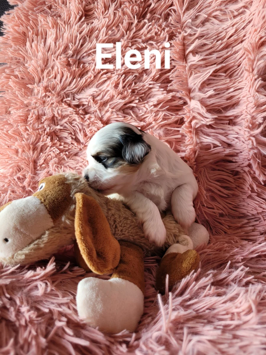 Eleni