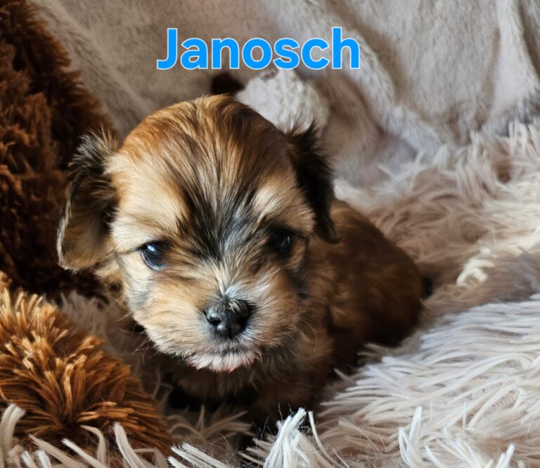 janosch_04