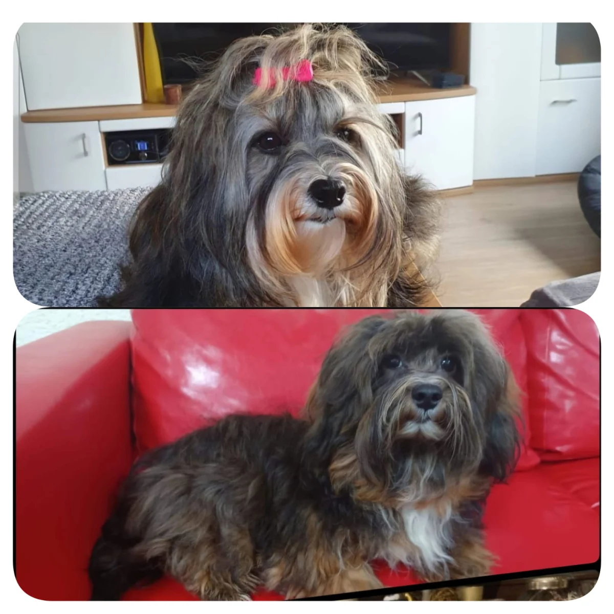 Die Eltern des Wurfs: Rosalie (oben) und Frodo (unten)